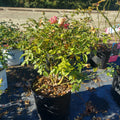 3 Gallon Hybrid Tea Rose Raspberry Cupcake