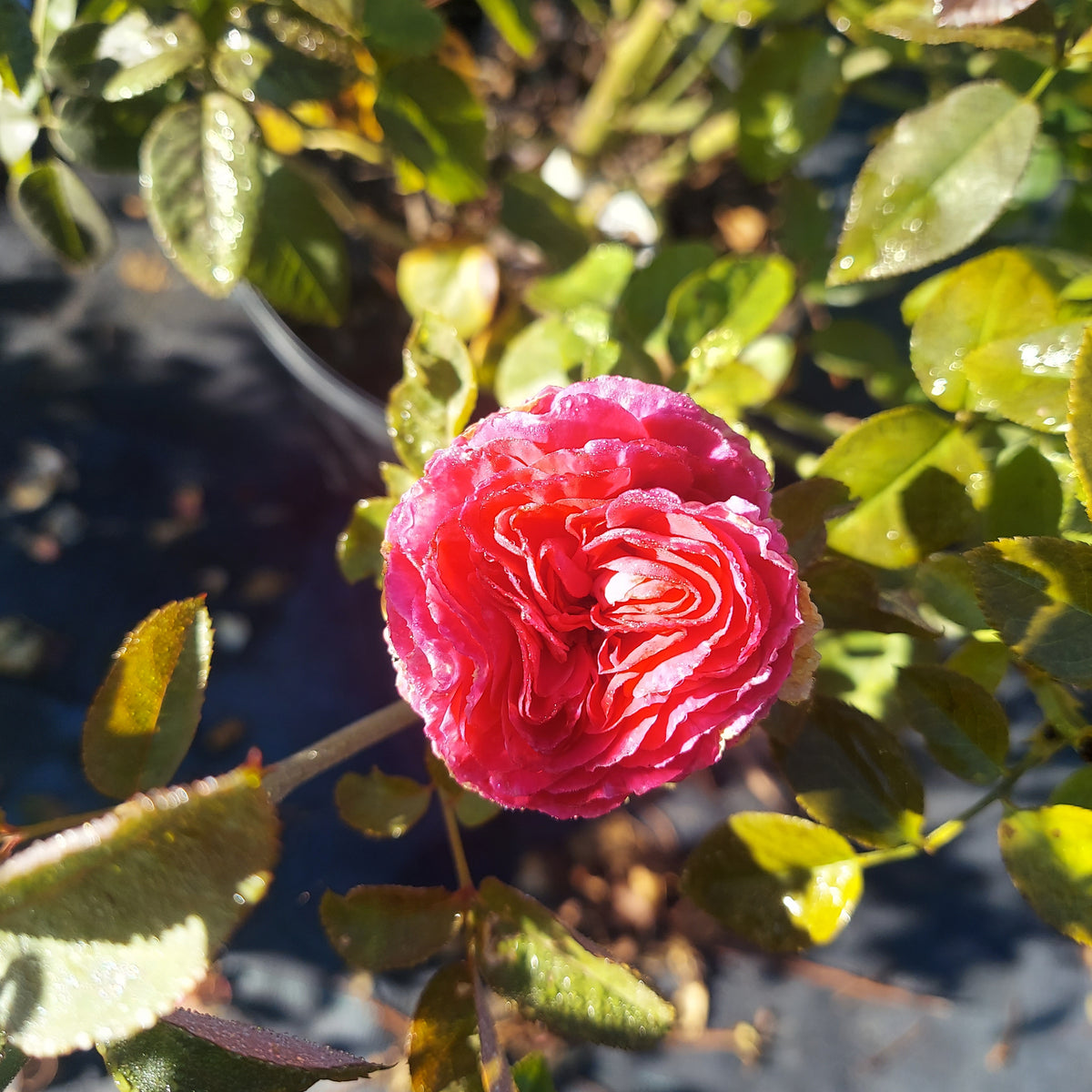3 Gallon Hybrid Tea Rose Raspberry Cupcake