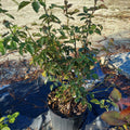 3 Gallon Floribunda Rose Veranda® Fiesta