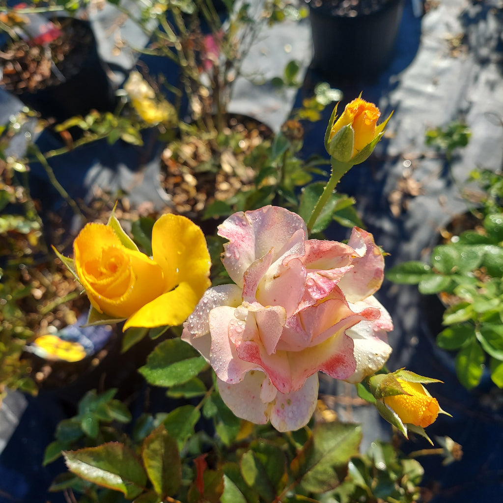 3 Gallon Floribunda Rose Veranda® Fiesta