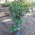 3 GALLON CAMELLIA - JAPONICA - GUEST STAR