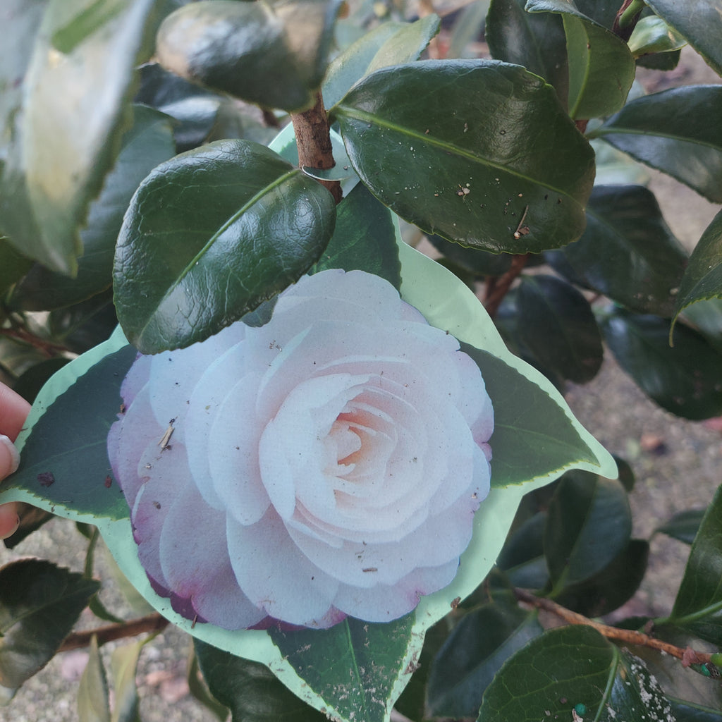 3 GALLON CAMELLIA - JAPONICA - GUEST STAR
