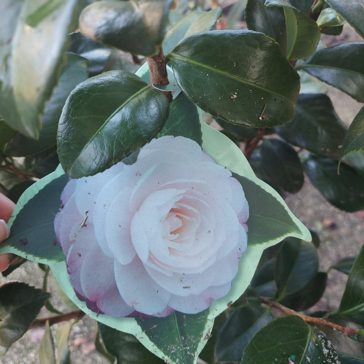 3 GALLON CAMELLIA - JAPONICA - GUEST STAR