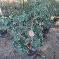 3 GALLON CAMELLIA - JAPONICA - R.L. WHEELER