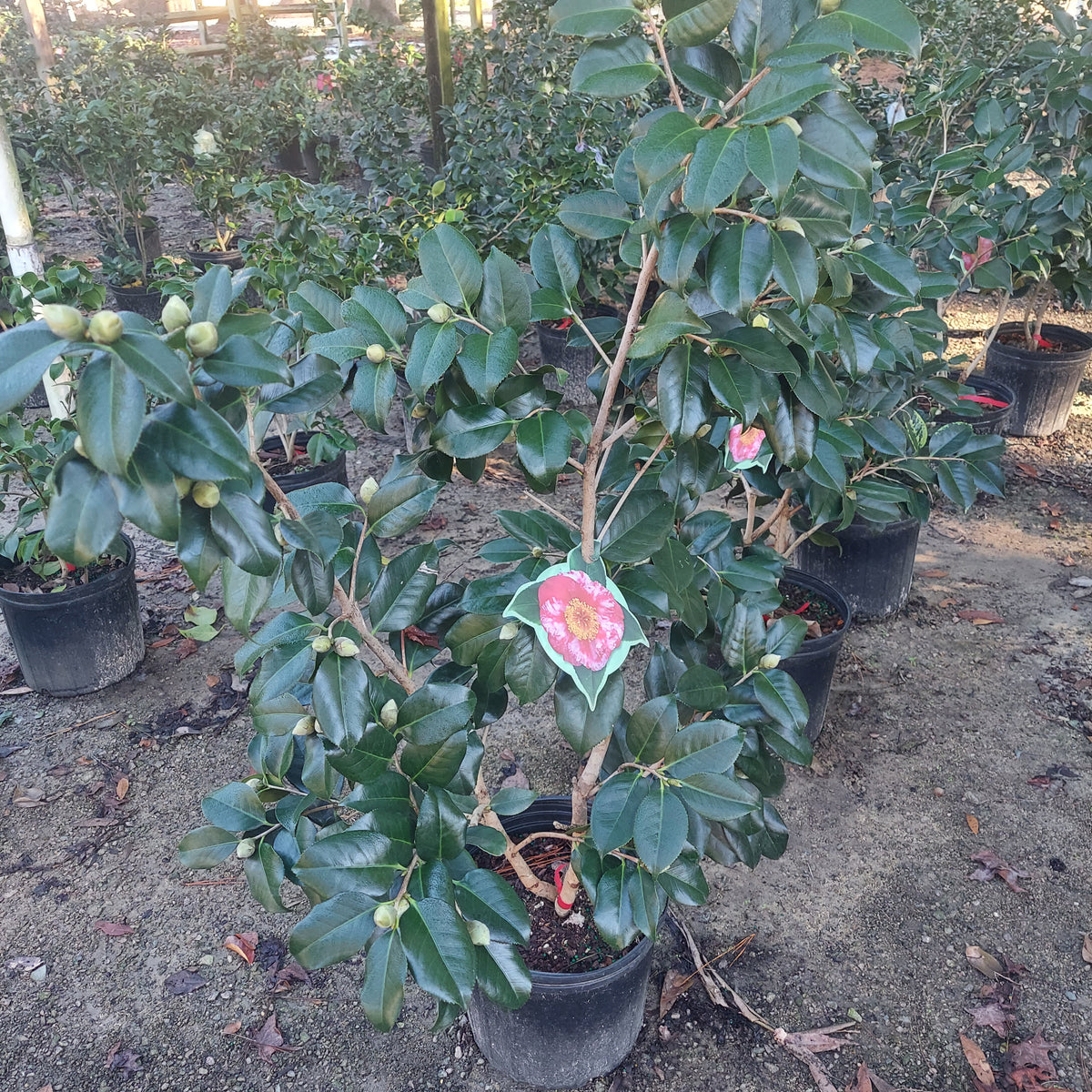 3 GALLON CAMELLIA - JAPONICA - R.L. WHEELER