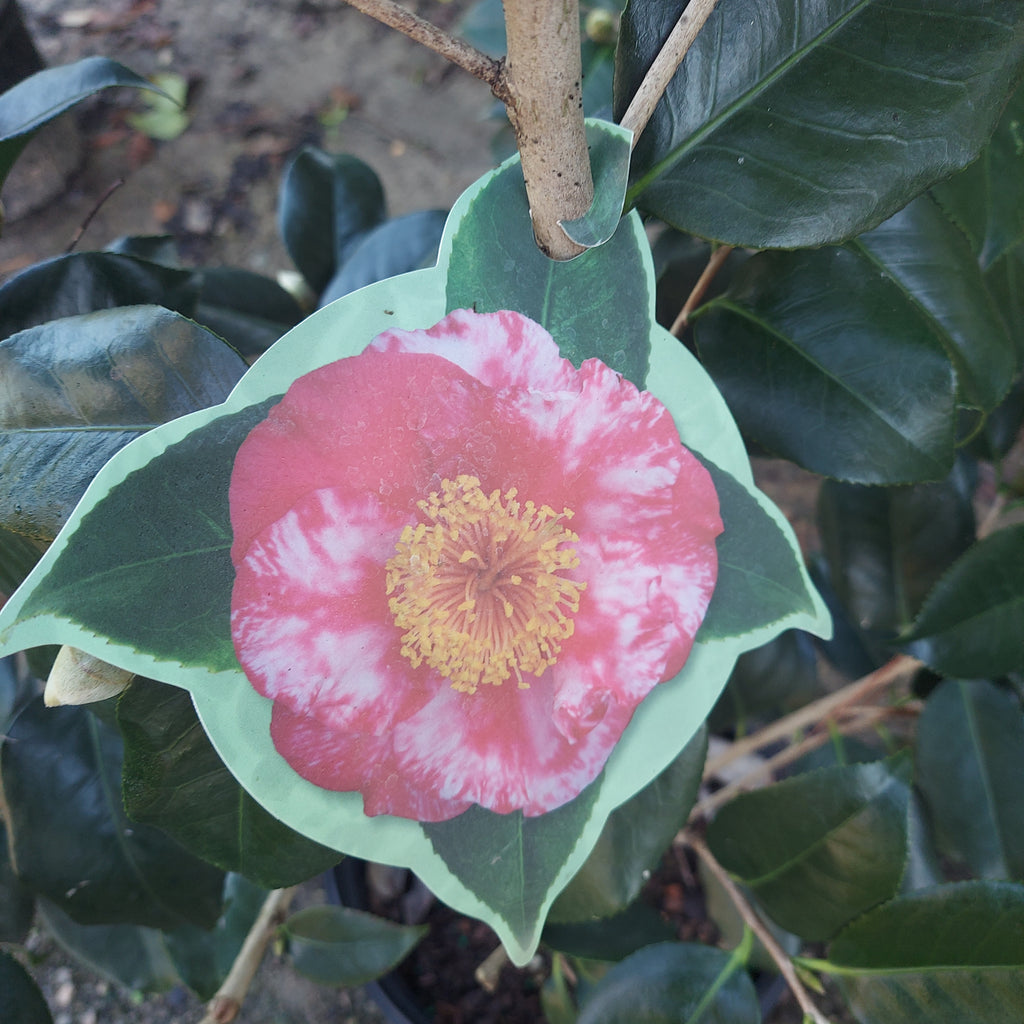 3 GALLON CAMELLIA - JAPONICA - R.L. WHEELER
