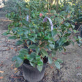 3 GALLON CAMELLIA - JAPONICA - GREENSBORO RED