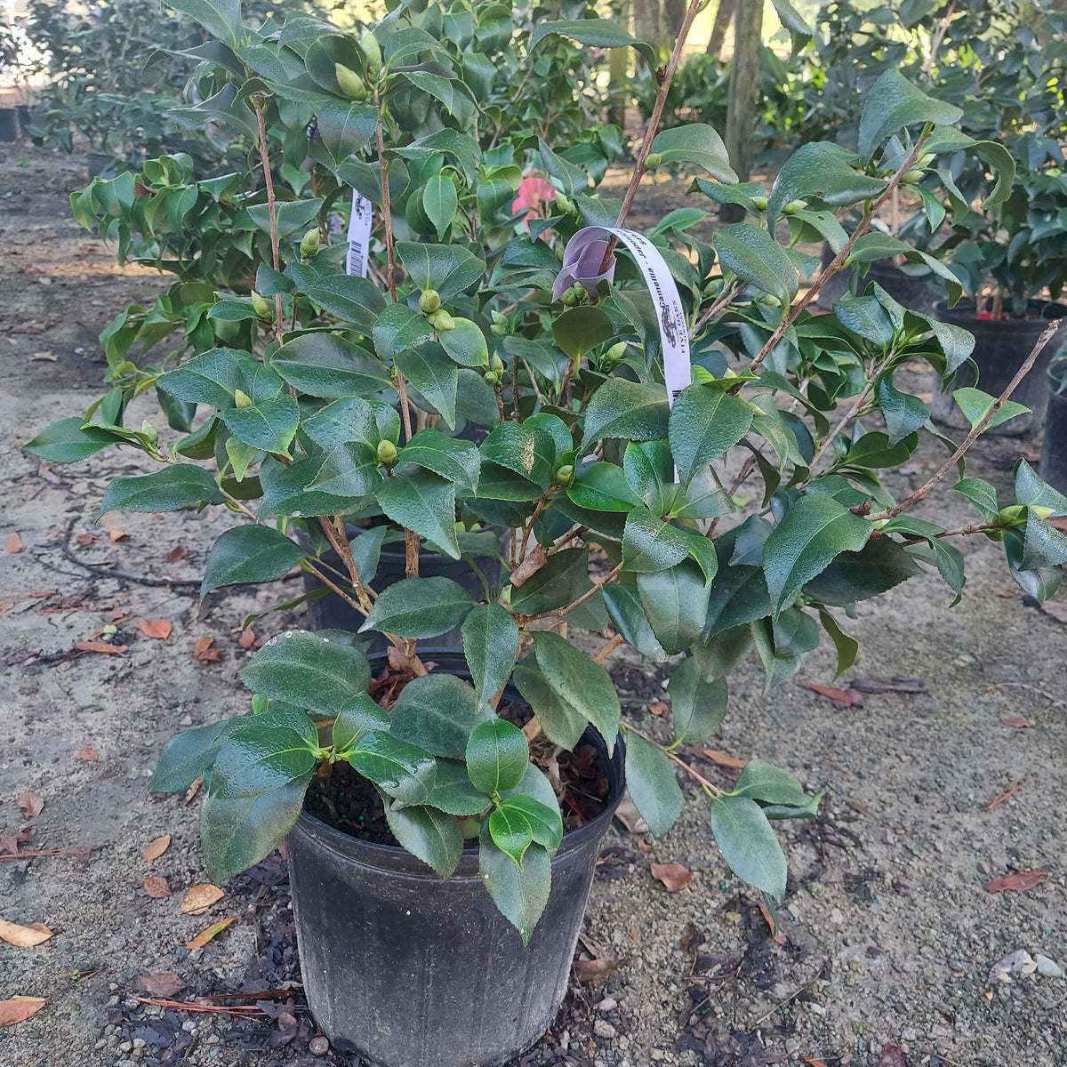 3 GALLON CAMELLIA - JAPONICA - GREENSBORO RED