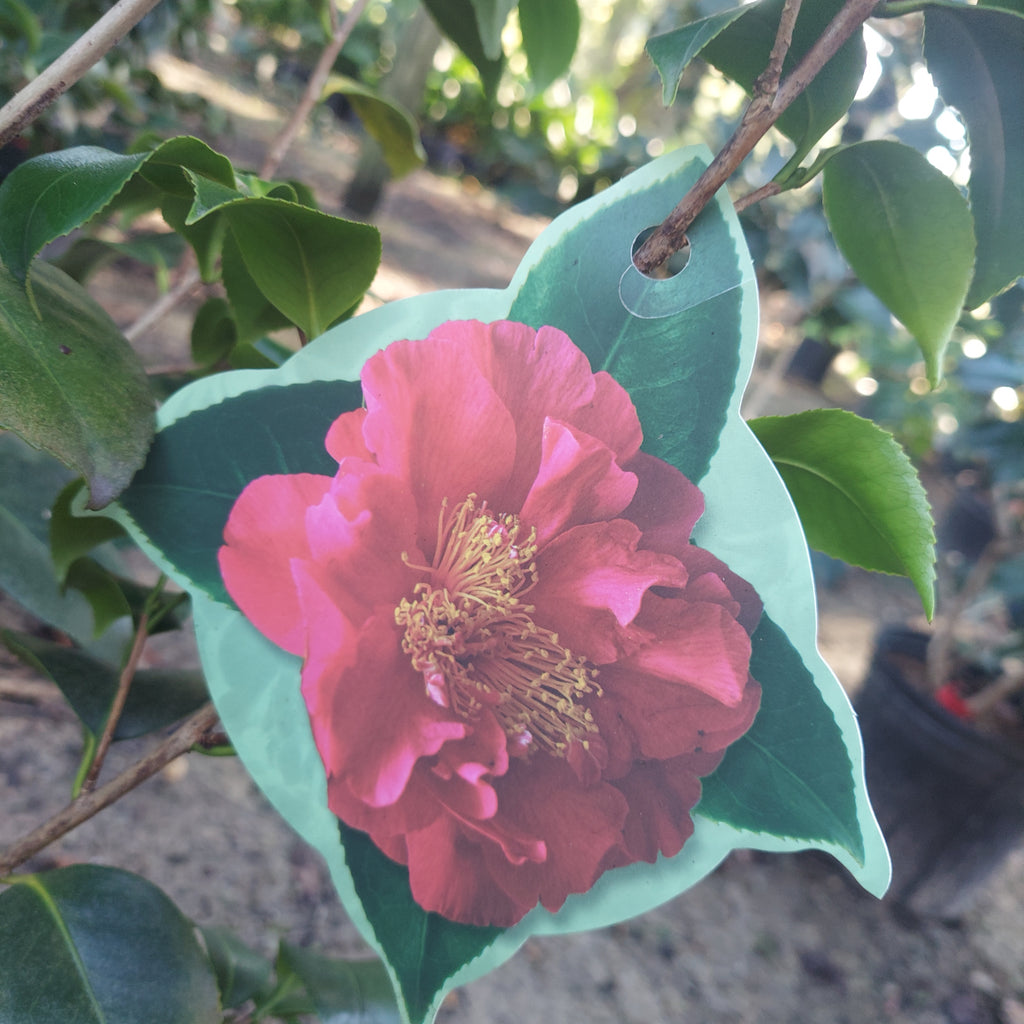 3 GALLON CAMELLIA - JAPONICA - GREENSBORO RED