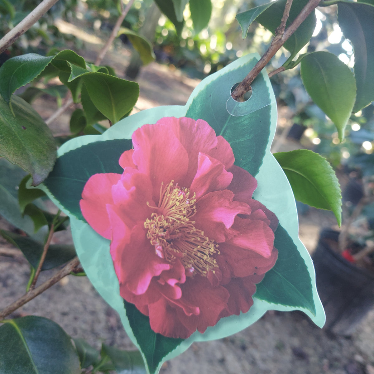 3 GALLON CAMELLIA - JAPONICA - GREENSBORO RED