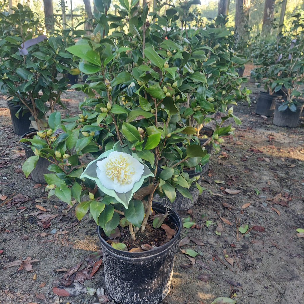 3 GALLON CAMELLIA - JAPONICA X - JURY'S YELLOW