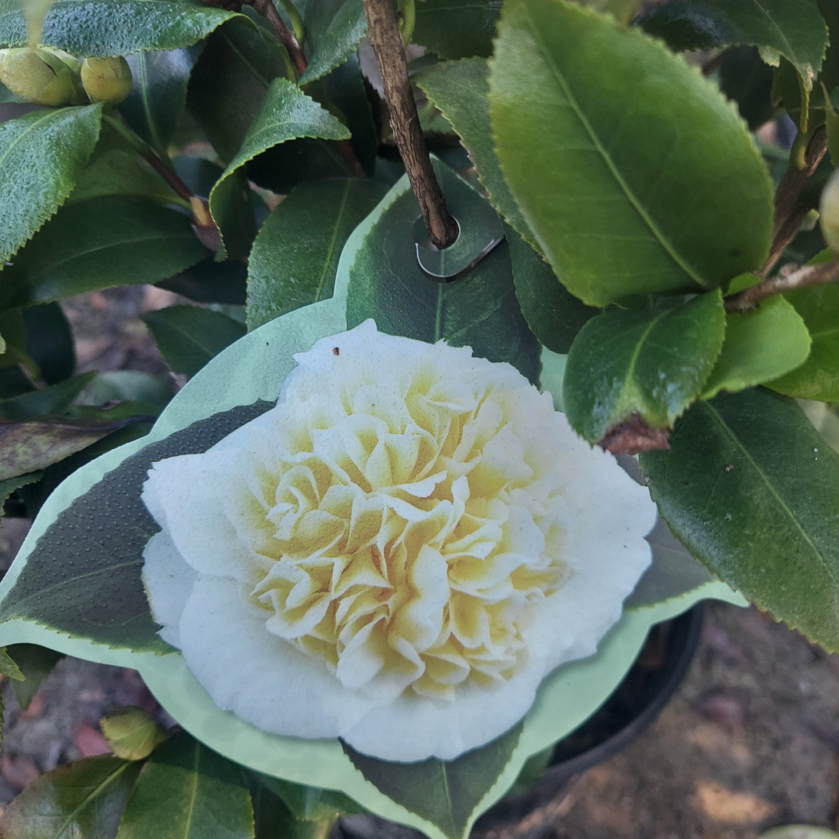 3 GALLON CAMELLIA - JAPONICA X - JURY'S YELLOW