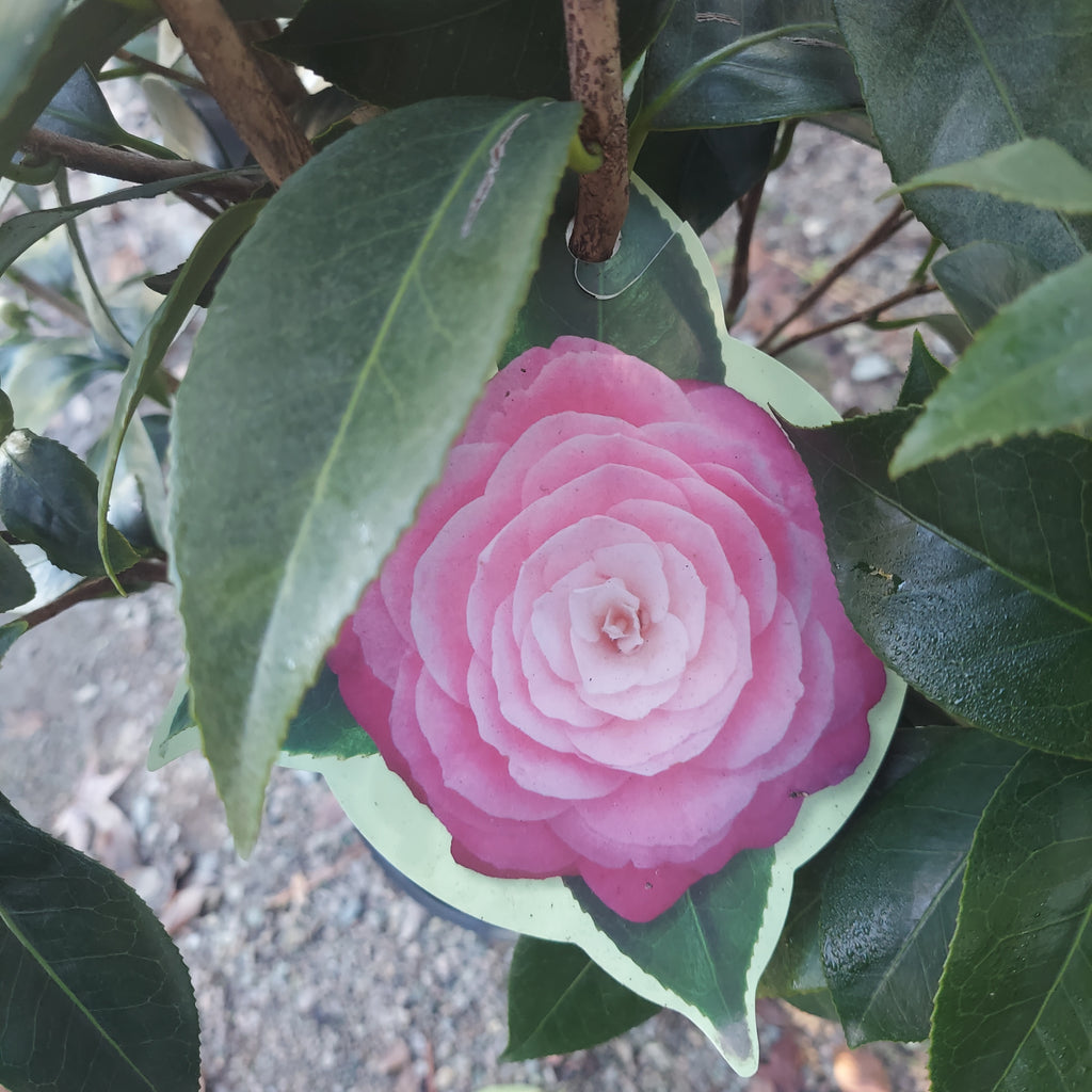 3 GALLON CAMELLIA - JAPONICA - APRIL PINK