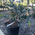 3 GALLON CAMELLIA - JAPONICA - APRIL PINK