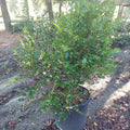 15 GALLON CAMELLIA - SASANQUA - SPARKLING BURGUNDY