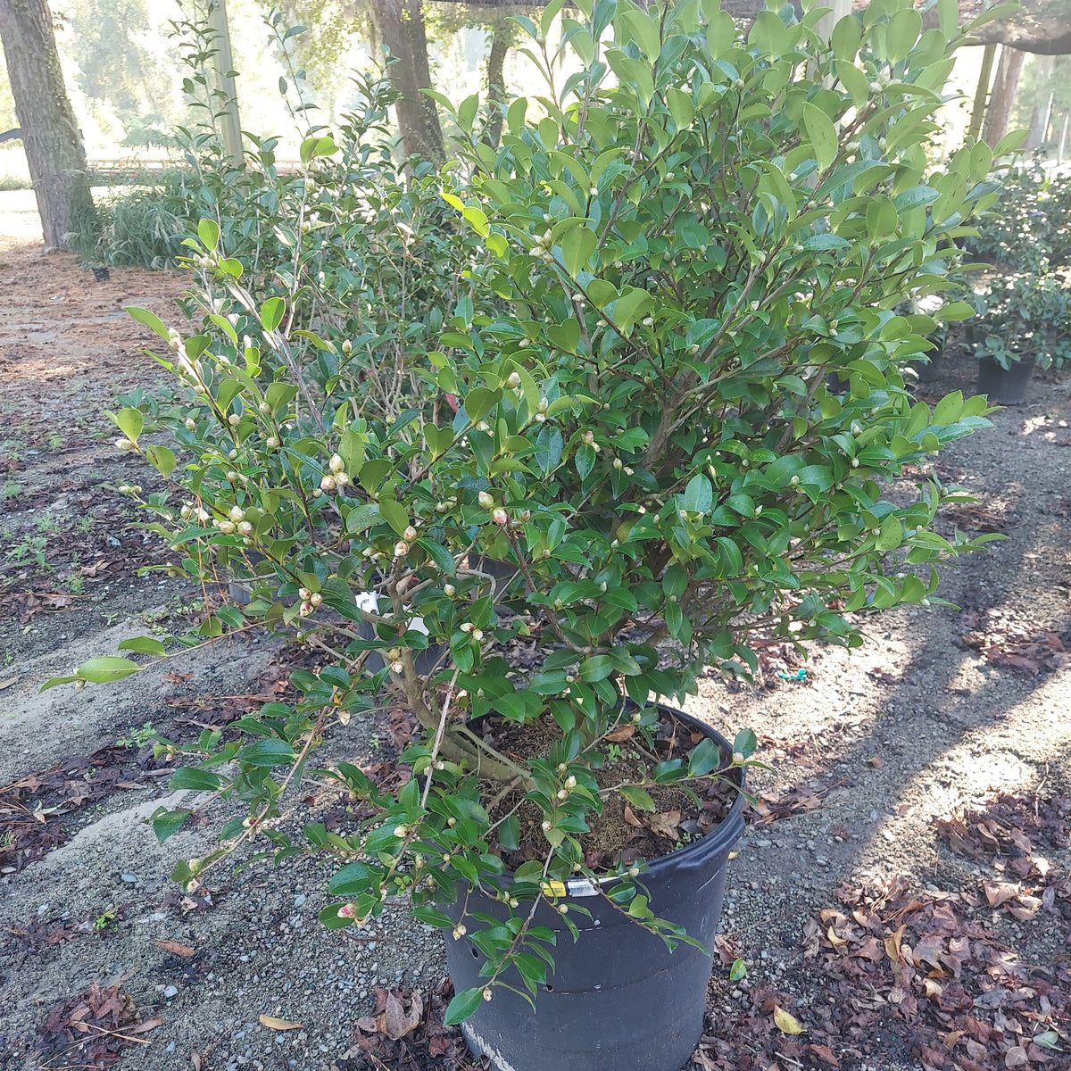 15 GALLON CAMELLIA - SASANQUA - SPARKLING BURGUNDY