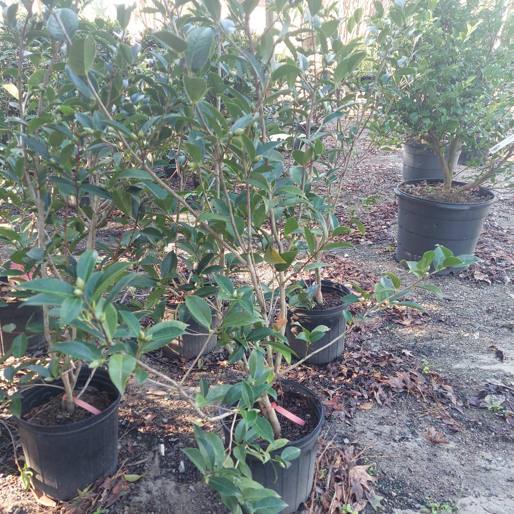 3 GALLON CAMELLIA - JAPONICA X - BALLET IN PINK