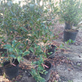 3 GALLON CAMELLIA - JAPONICA X - BALLET IN PINK
