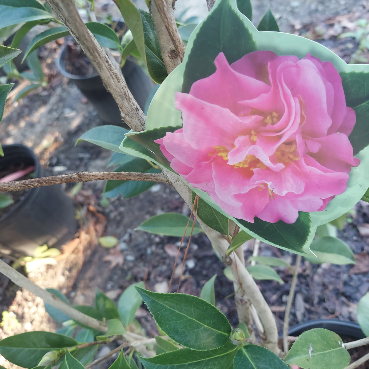 3 GALLON CAMELLIA - JAPONICA X - BALLET IN PINK