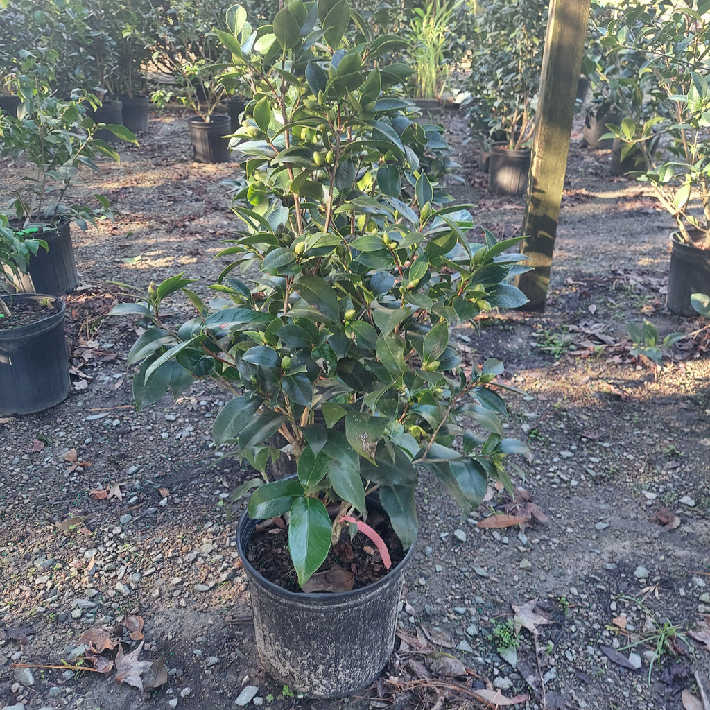 3 GALLON CAMELLIA - JAPONICA - JACKS