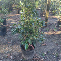 3 GALLON CAMELLIA - JAPONICA - JACKS