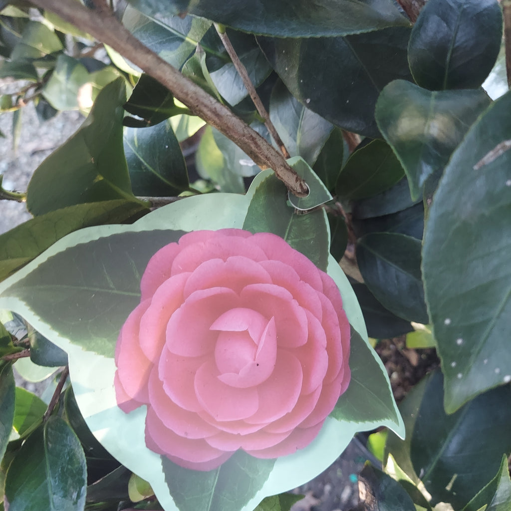 3 GALLON CAMELLIA - JAPONICA - JACKS