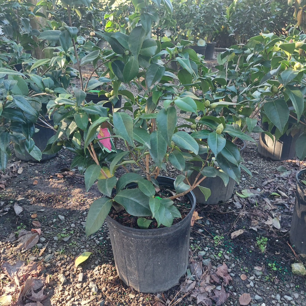 3 GALLON CAMELLIA - JAPONICA - SPRING'S PROMISE