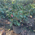 3 GALLON CAMELLIA - JAPONICA - SPRING'S PROMISE
