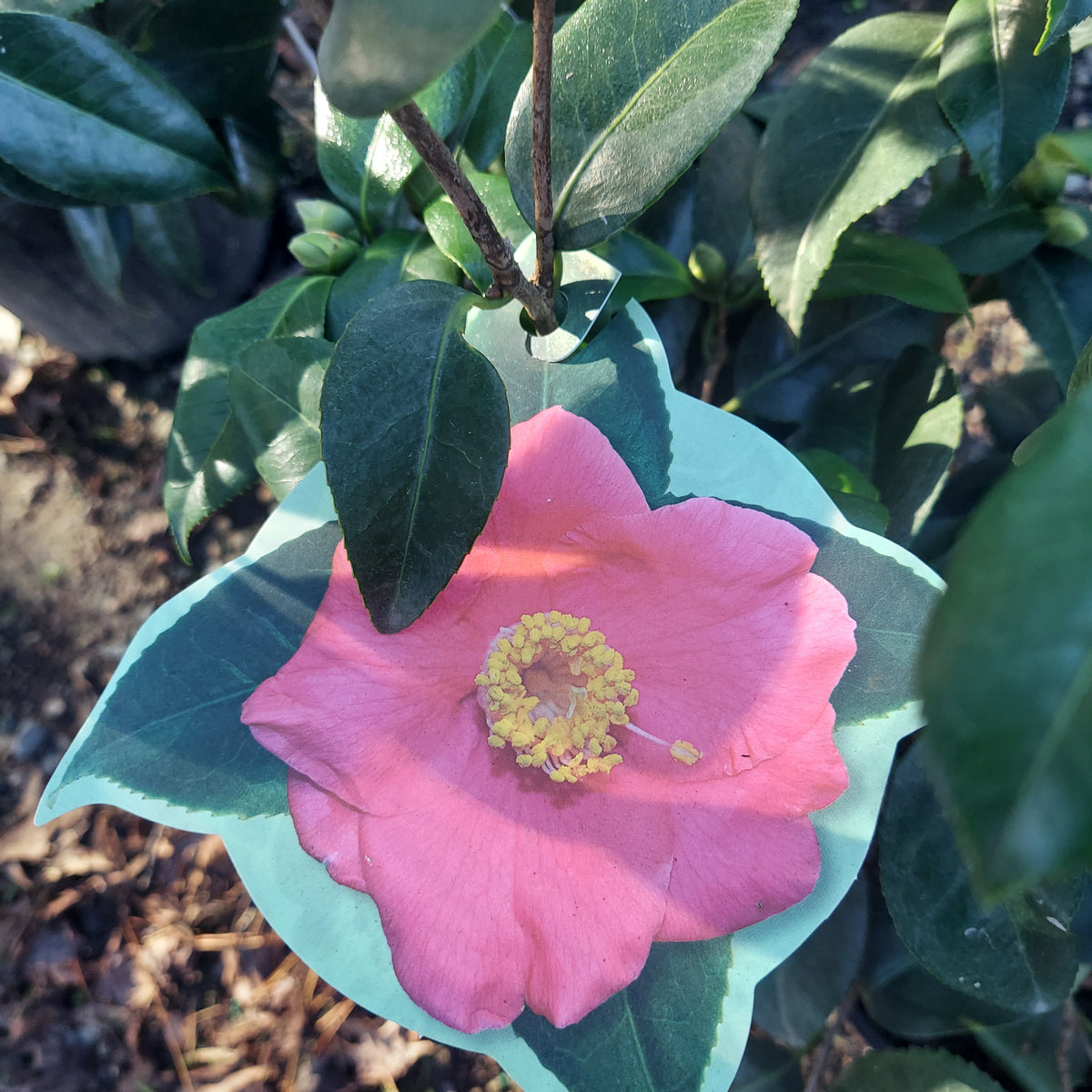 3 GALLON CAMELLIA - JAPONICA - SPRING'S PROMISE