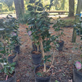 3 GALLON CAMELLIA - JAPONICA - MRS LYMAN CLARKE