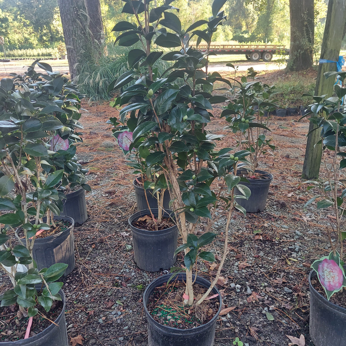 3 GALLON CAMELLIA - JAPONICA - MRS LYMAN CLARKE