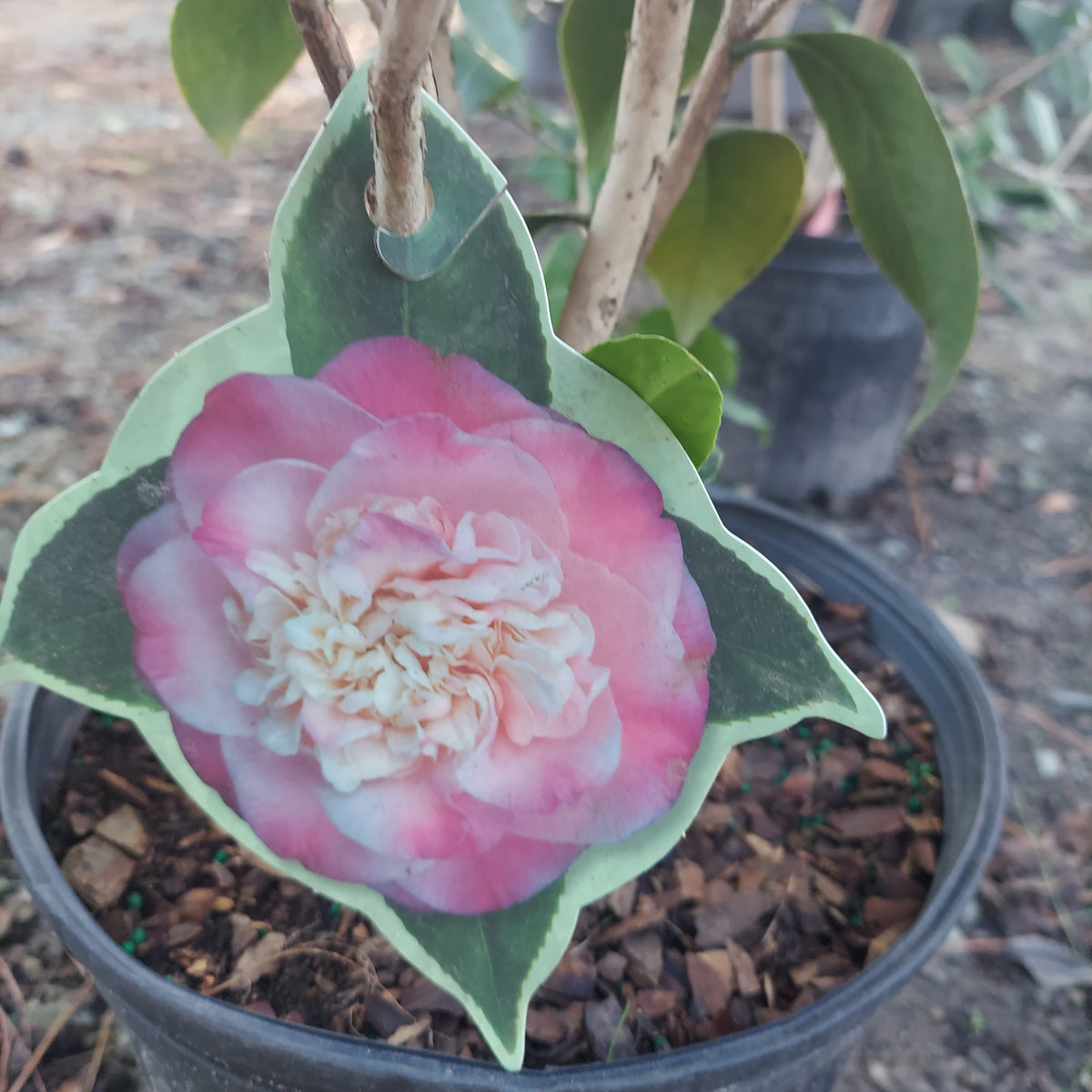 3 GALLON CAMELLIA - JAPONICA - MRS LYMAN CLARKE