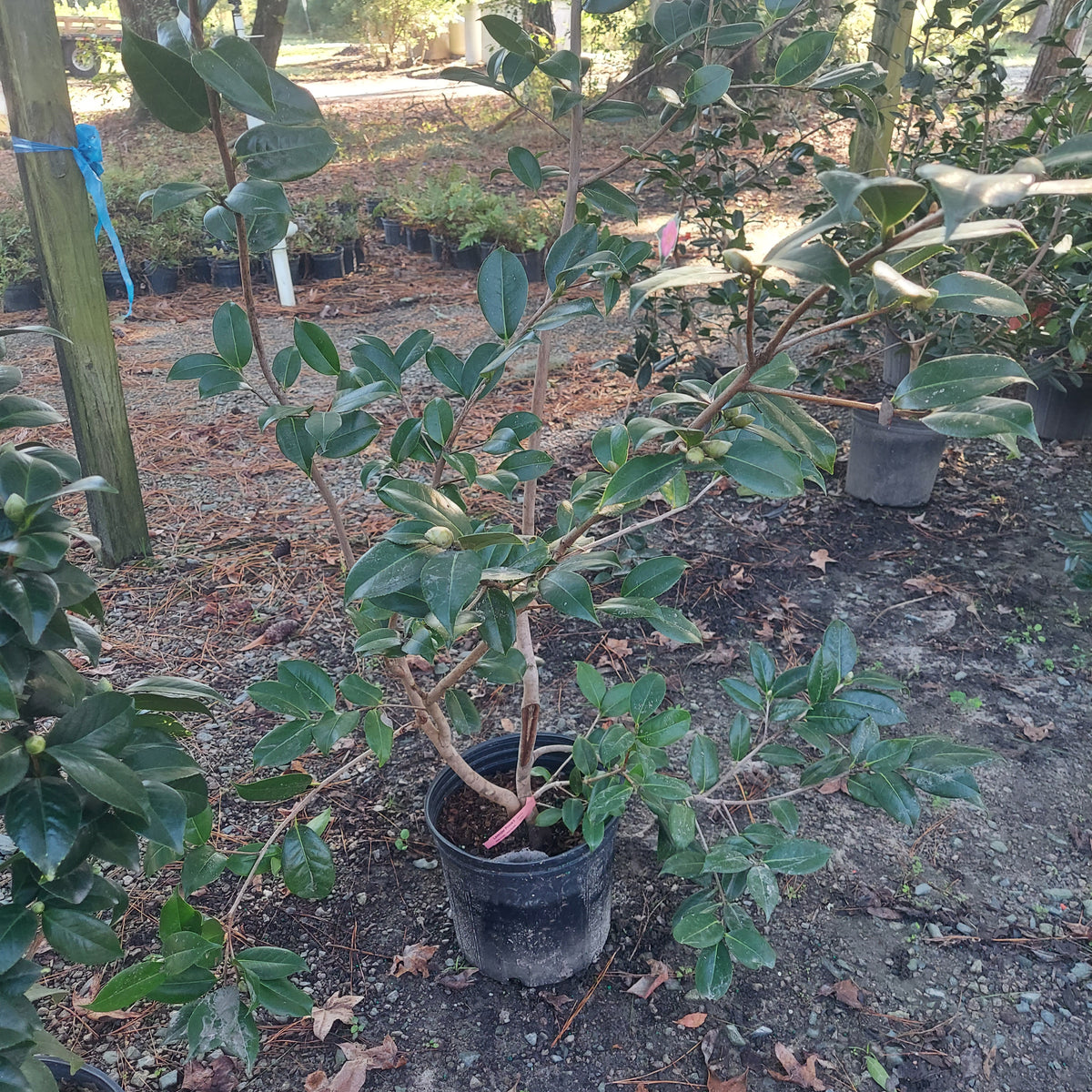 3 GALLON CAMELLIA - JAPONICA X - LAVENDER PRINCE II