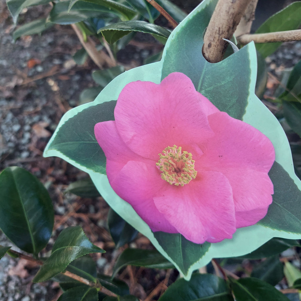 3 GALLON CAMELLIA - JAPONICA X - LAVENDER PRINCE II