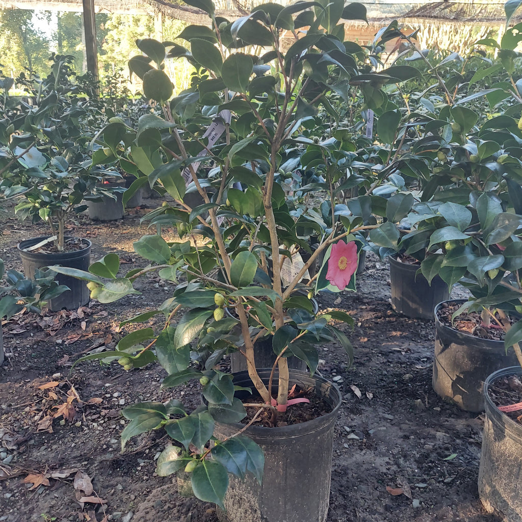 3 GALLON CAMELLIA - JAPONICA - LADY CLARE