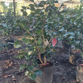 3 GALLON CAMELLIA - JAPONICA - LADY CLARE