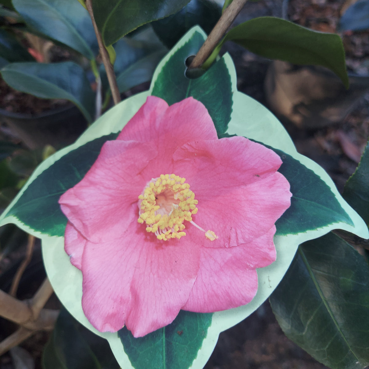 3 GALLON CAMELLIA - JAPONICA - LADY CLARE