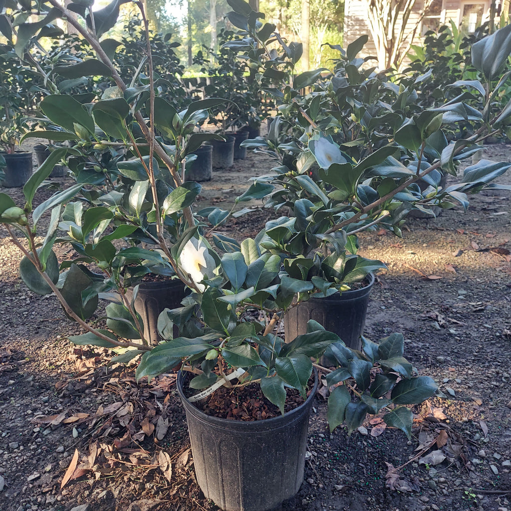 3 GALLON CAMELLIA - JAPONICA - SUDIE BLANCHARD