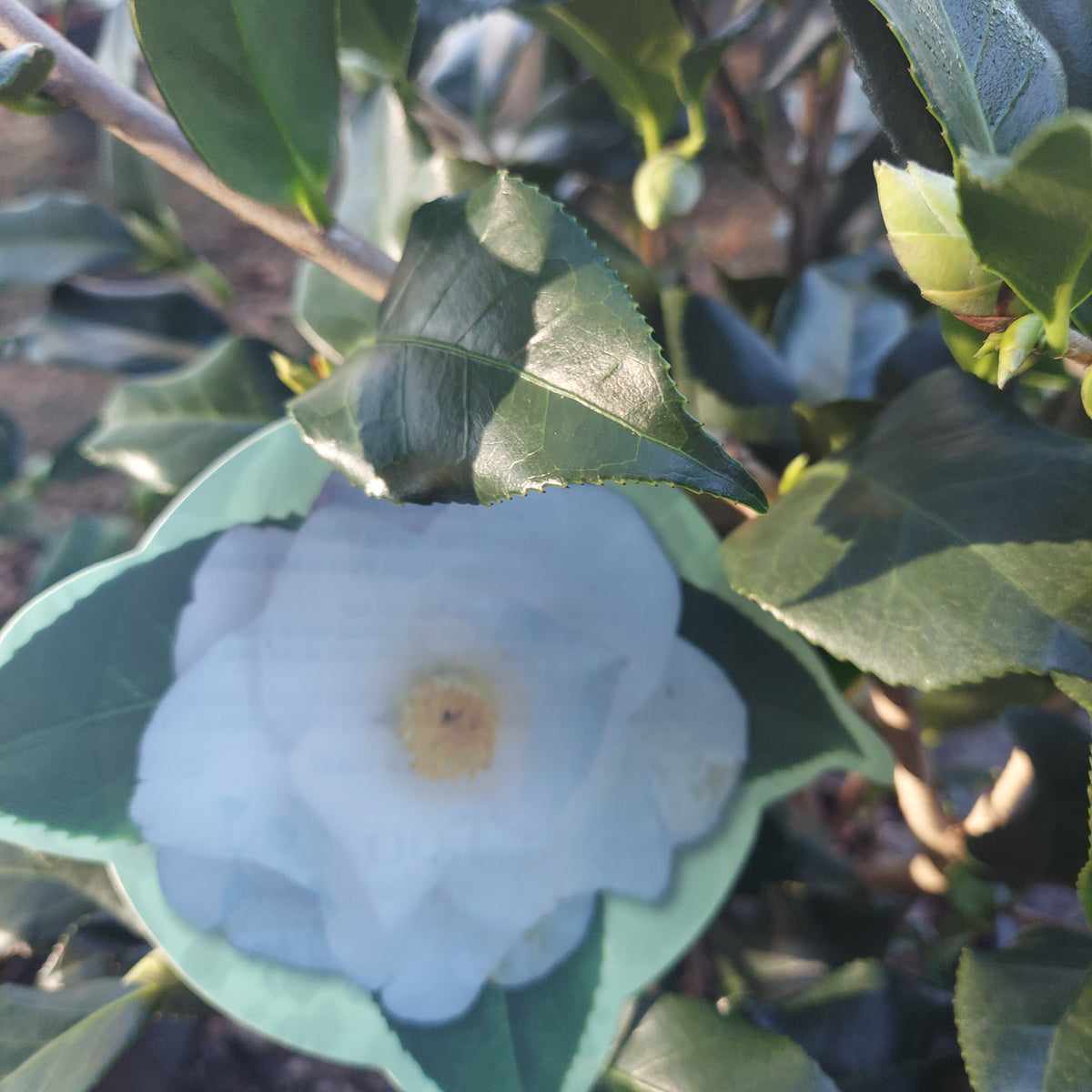 3 GALLON CAMELLIA - JAPONICA - SUDIE BLANCHARD