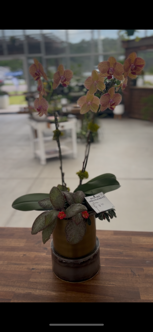 Large Orchid Arrangement