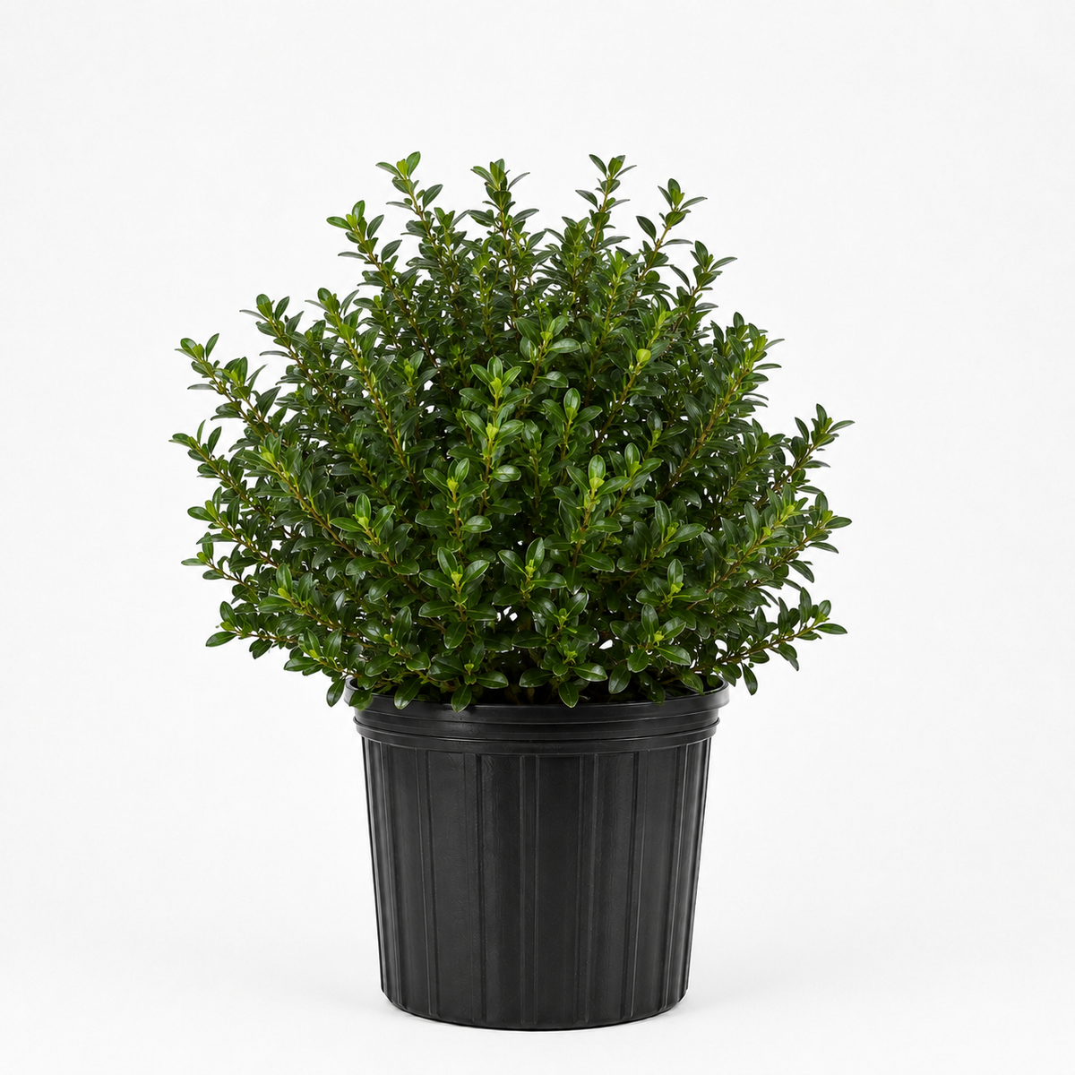 3 GALLON LIGUSTRUM - WAXLEAF