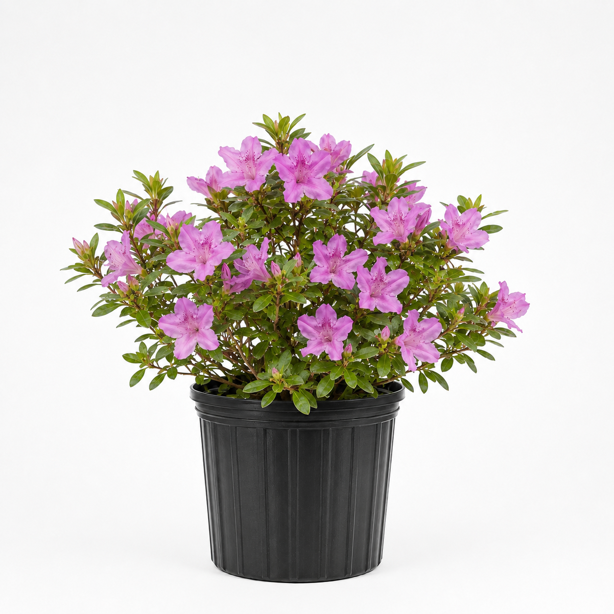 3 GALLON AZALEA - FORMOSA LAVENDER