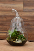 Large Glass Terrarium