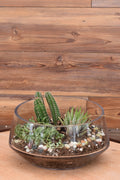 Succulent Terrarium