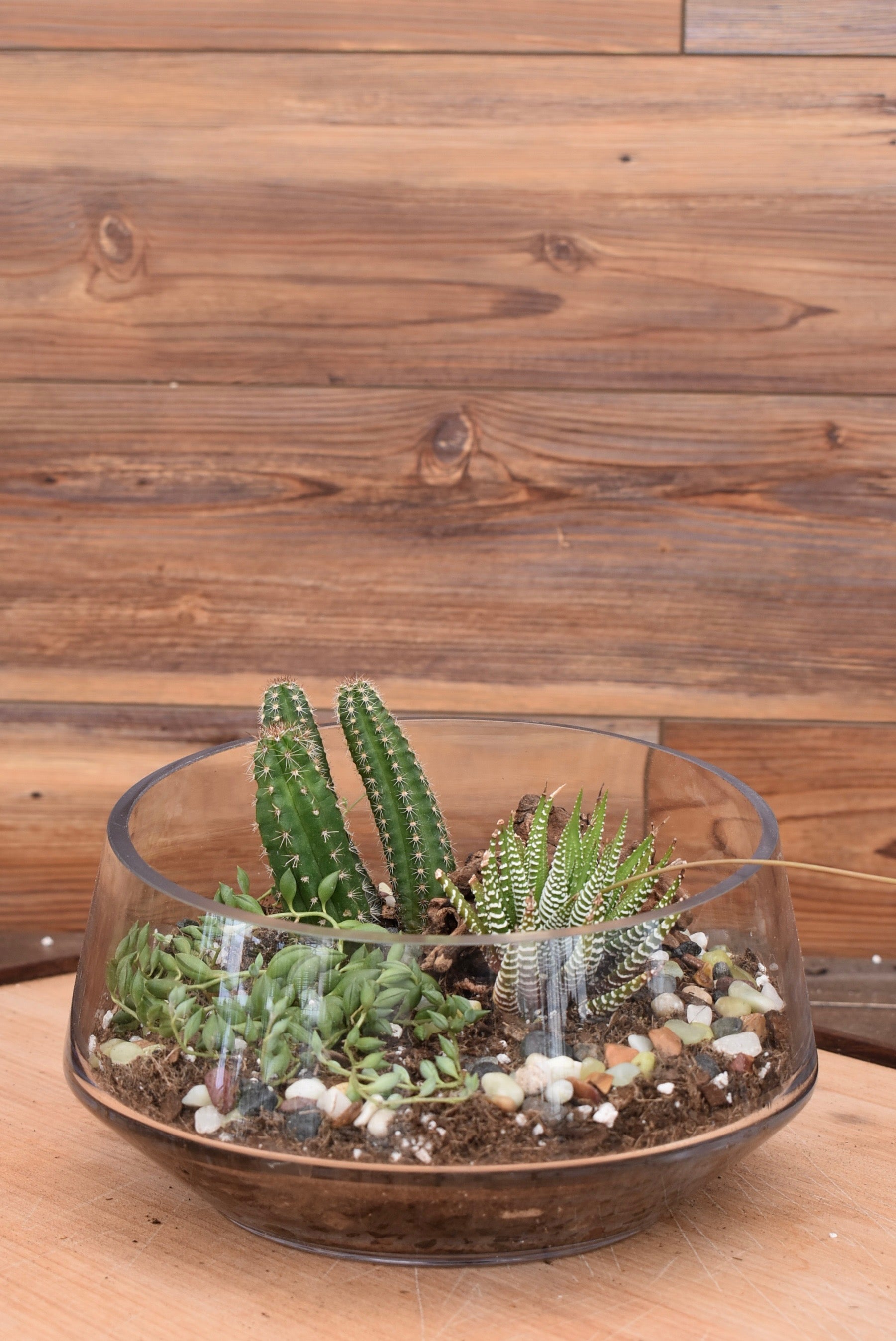 Succulent Terrarium