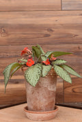 SM INDOOR ARRANGEMENT