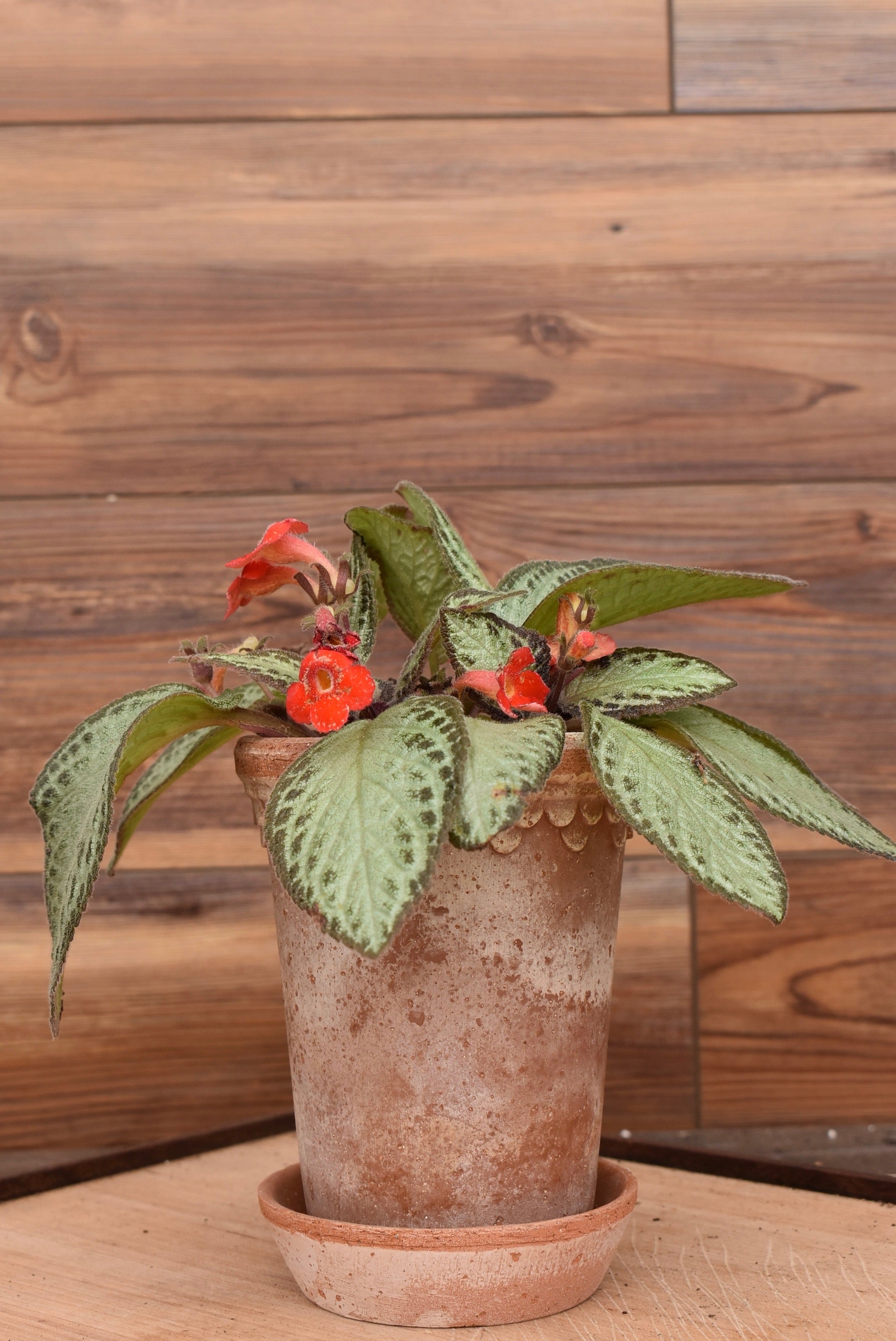 SM INDOOR ARRANGEMENT