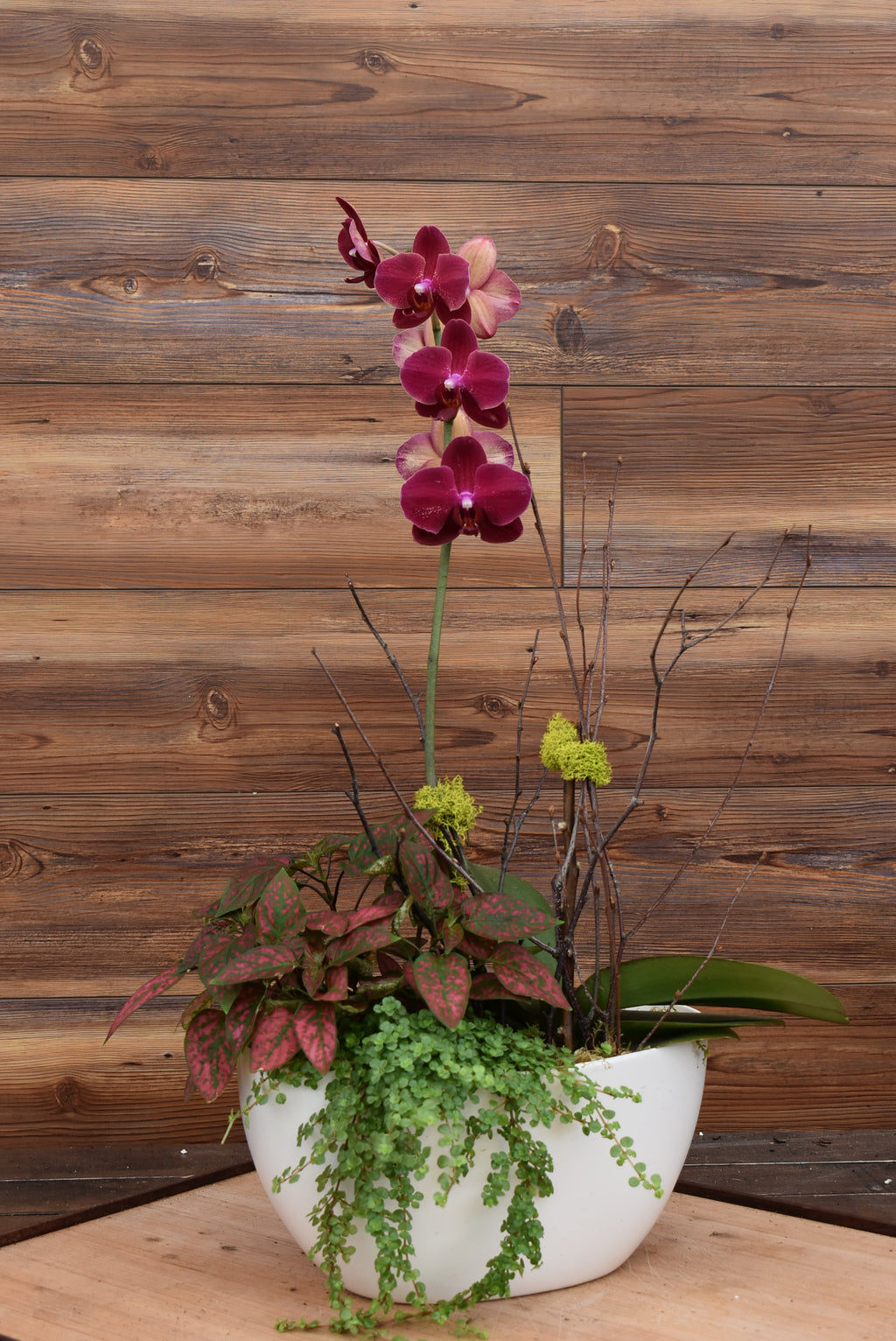Large Orchid Arrangement