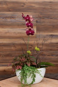 Large Orchid Arrangement