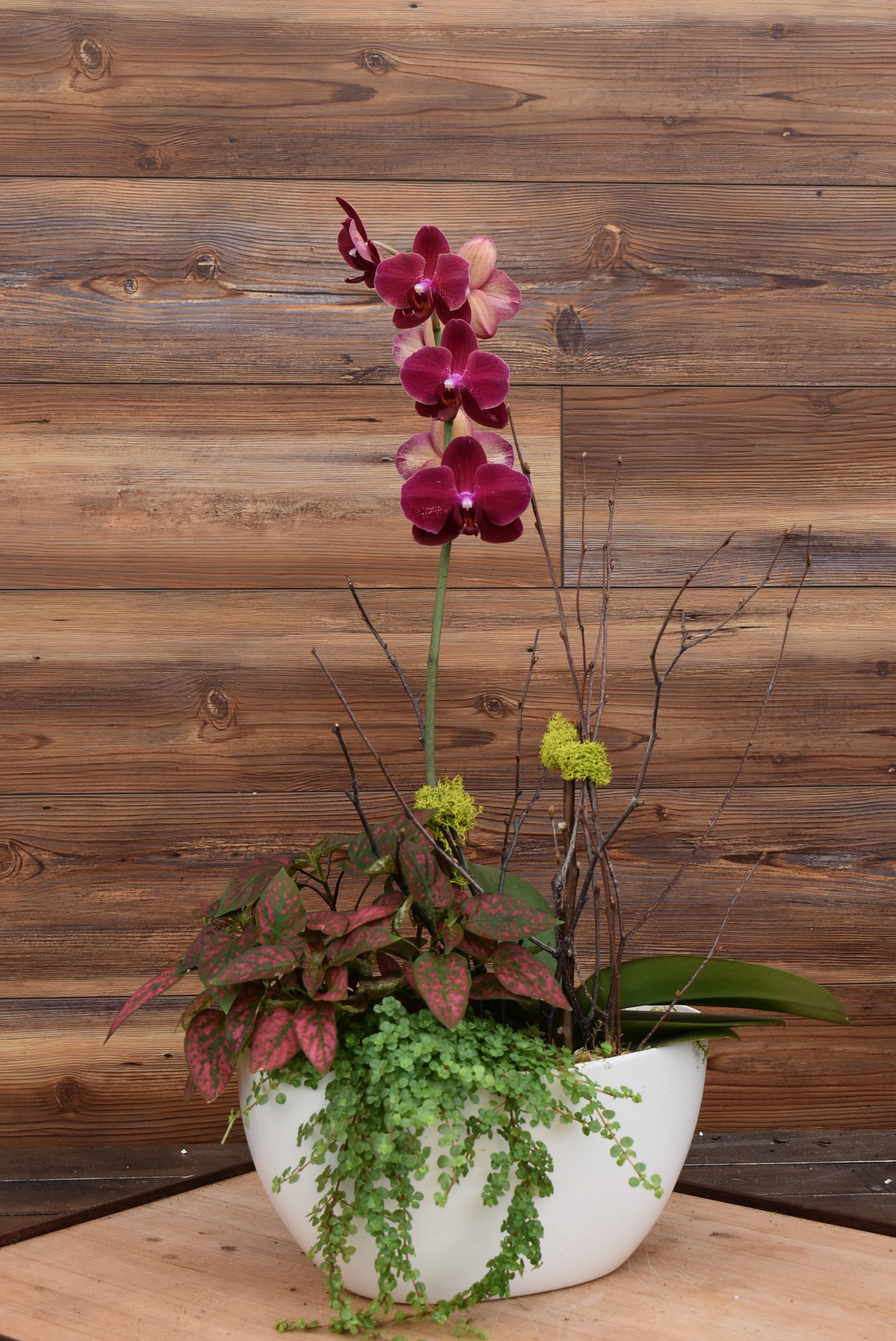 Large Orchid Arrangement